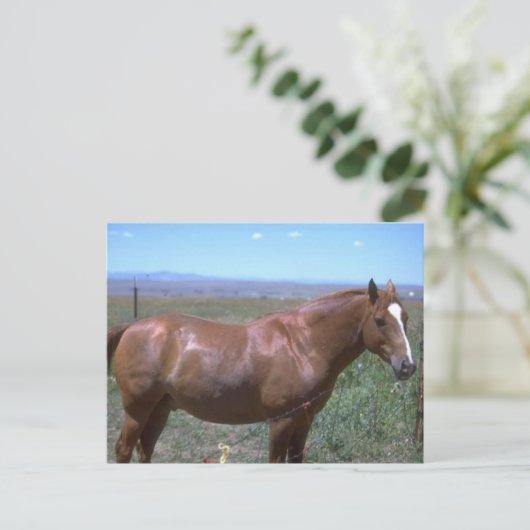 Pasture van paarden briefkaart (Staand voorkant)