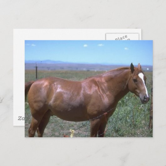 Pasture van paarden briefkaart (Voorkant / Achterkant)