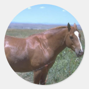 Pasture van paarden ronde sticker