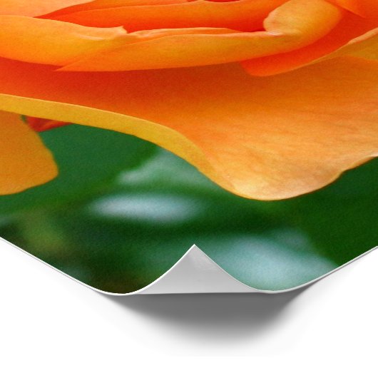 Pat Austin Roos Poster (Hoek)