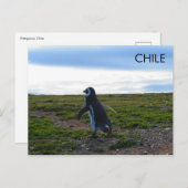Patagonia Chili Penguin Briefkaart (Voorkant / Achterkant)