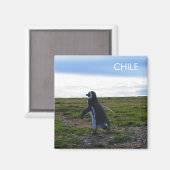 Patagonia Chili Penguin Magnet (Voorkant / Achterkant)