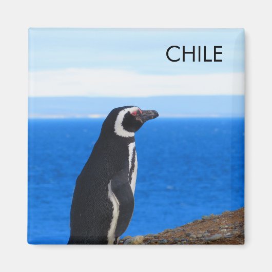 Patagonia Chili Penguin Magnet (Voorkant)