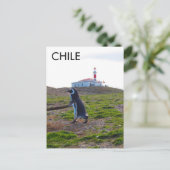 Patagonia Chili Penguin - Verticaal Briefkaart (Staand voorkant)
