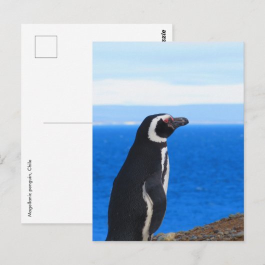 Patagonia Penguin Briefkaart (Voorkant / Achterkant)