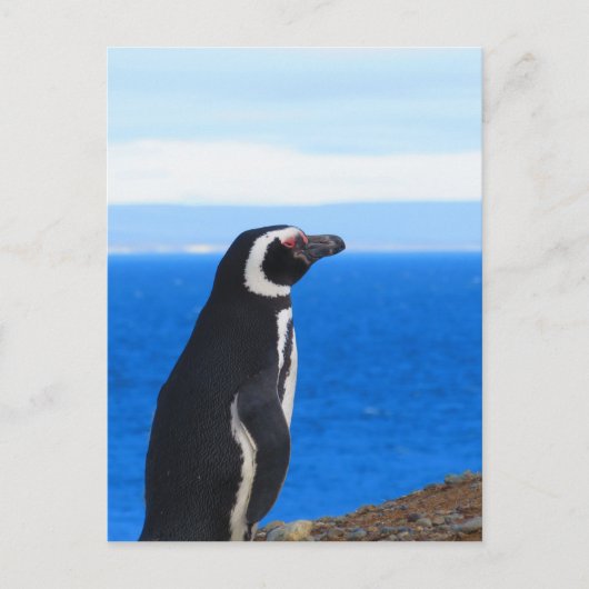 Patagonia Penguin Briefkaart (Voorkant)