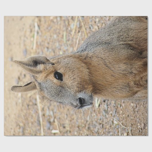 PATAGONIAN MARA CADEAUPAPIER (Vlak)