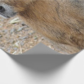 PATAGONIAN MARA CADEAUPAPIER (Hoek)