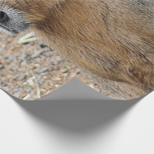 PATAGONIAN MARA CADEAUPAPIER (Hoek)