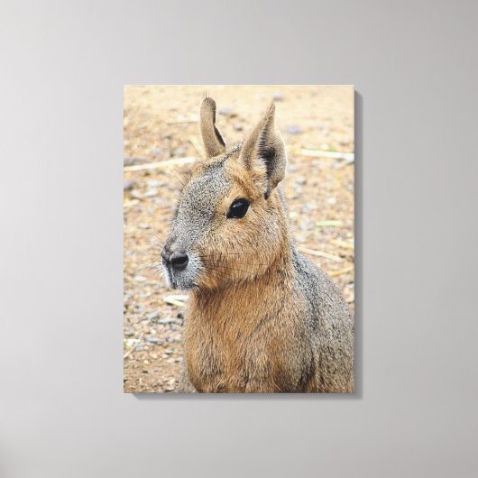 PATAGONIAN MARA CANVAS AFDRUK (Voorkant)