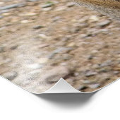 PATAGONIAN MARA FOTO AFDRUK (Hoek)