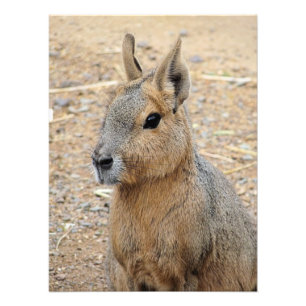 PATAGONIAN MARA FOTO AFDRUK