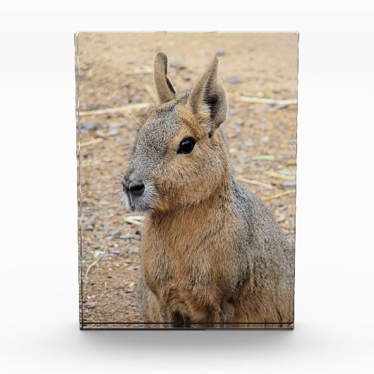 PATAGONIAN MARA FOTOBLOKKEN (Voorkant)