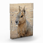PATAGONIAN MARA FOTOBLOKKEN (Links)