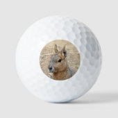 PATAGONIAN MARA GOLFBALLEN (Voorkant)