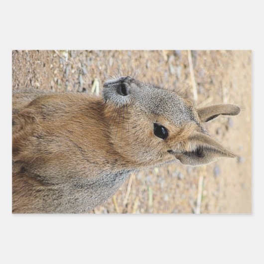 PATAGONIAN MARA INPAKPAPIER VEL (Voorkant)