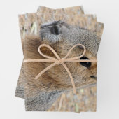 PATAGONIAN MARA INPAKPAPIER VEL (In situ)