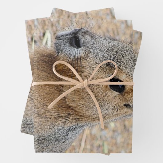 PATAGONIAN MARA INPAKPAPIER VEL (In situ)