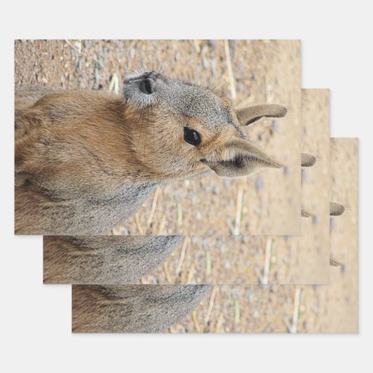 PATAGONIAN MARA INPAKPAPIER VEL (Set)