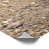 PATAGONIAN MARA POSTER (Hoek)