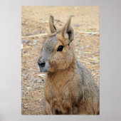 PATAGONIAN MARA POSTER (Voorkant)