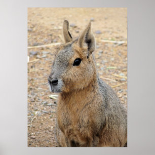 PATAGONIAN MARA POSTER