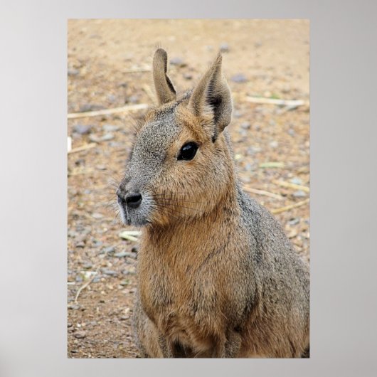 PATAGONIAN MARA POSTER (Voorkant)