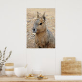 PATAGONIAN MARA POSTER (Keuken)