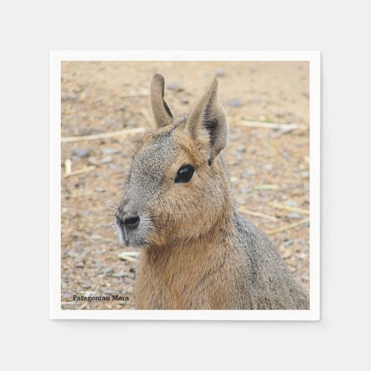 PATAGONIAN MARA SERVET (Voorkant)
