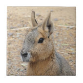 PATAGONIAN MARA TEGELTJE (Voorkant)