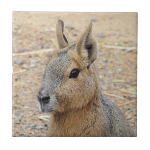 PATAGONIAN MARA TEGELTJE