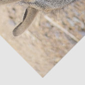 PATAGONIAN MARA TISSUEPAPIER (Detail)