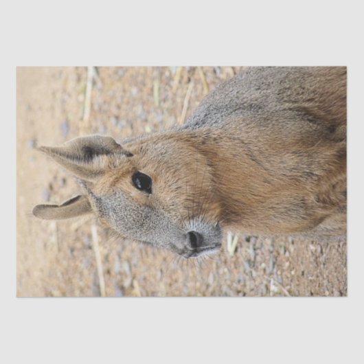 PATAGONIAN MARA TISSUEPAPIER (Voorkant)