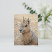 PATAGONIAN MARA WILD DIIMAL BRIEFKAART (Staand voorkant)