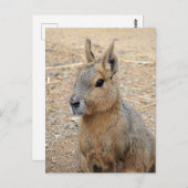 PATAGONIAN MARA WILD DIIMAL BRIEFKAART (Voorkant / Achterkant)