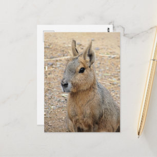 PATAGONIAN MARA WILD DIIMAL BRIEFKAART
