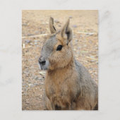 PATAGONIAN MARA WILD DIIMAL BRIEFKAART (Voorkant)