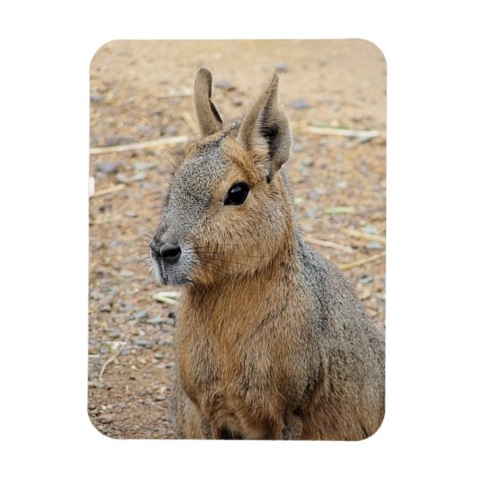 PATAGONIAN MARA WILD DIIMAL MAGNEET (Verticaal)