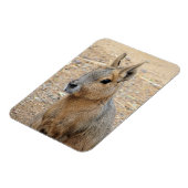 PATAGONIAN MARA WILD DIIMAL MAGNEET (Linkerzijde)