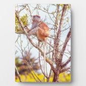 Patas is omhoog een structuur fotoplaat (voorkant)