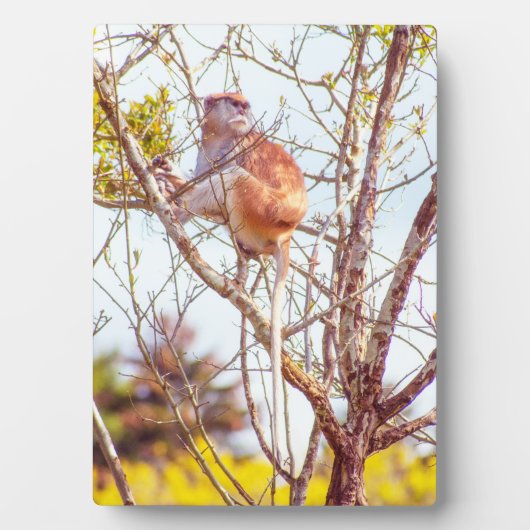 Patas is omhoog een structuur fotoplaat (voorkant)