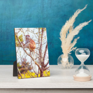 Patas is omhoog een structuur fotoplaat