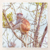 Patas is omhoog een structuur glazen onderzetter (Voorkant)