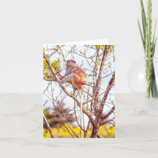 Patas is omhoog een structuur kaart (Voorkant)