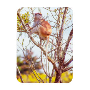 Patas is omhoog een structuur magneet