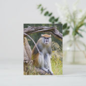 Patas Monkey Briefkaart (Staand voorkant)