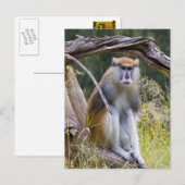 Patas Monkey Briefkaart (Voorkant / Achterkant)