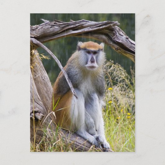 Patas Monkey Briefkaart (Voorkant)