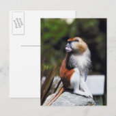Patas monkey briefkaart (Voorkant / Achterkant)
