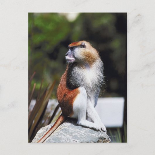 Patas monkey briefkaart (Voorkant)